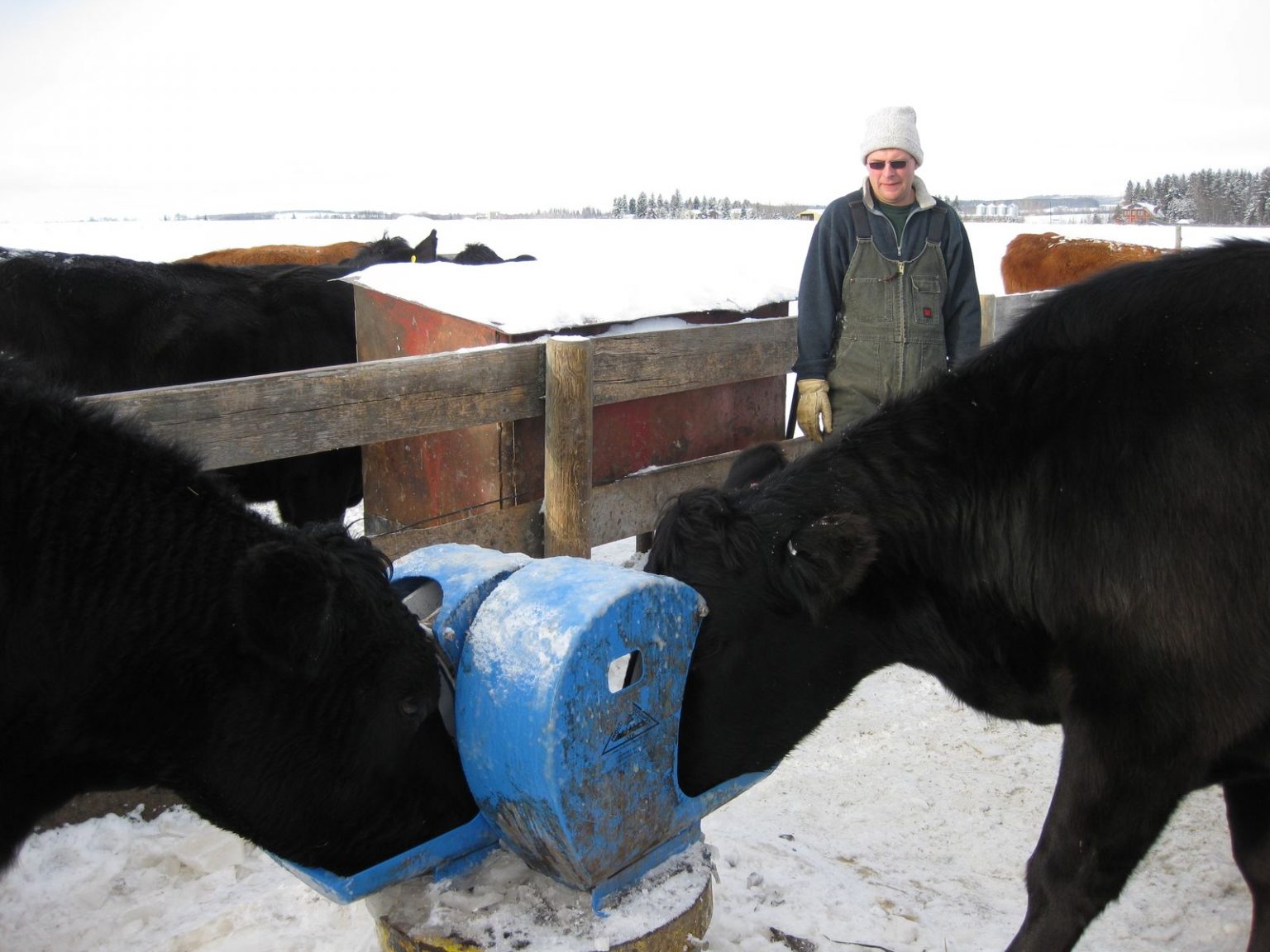 The Best Cattle Waterers for Winter Countryside